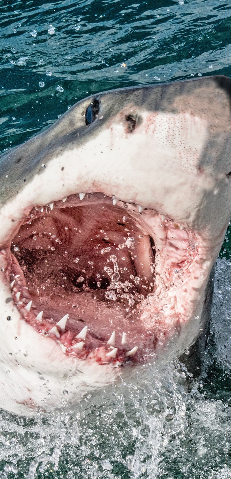 Great white shark with open mouth. Attacking Great White Shark  in the water of the ocean. Great Whi...