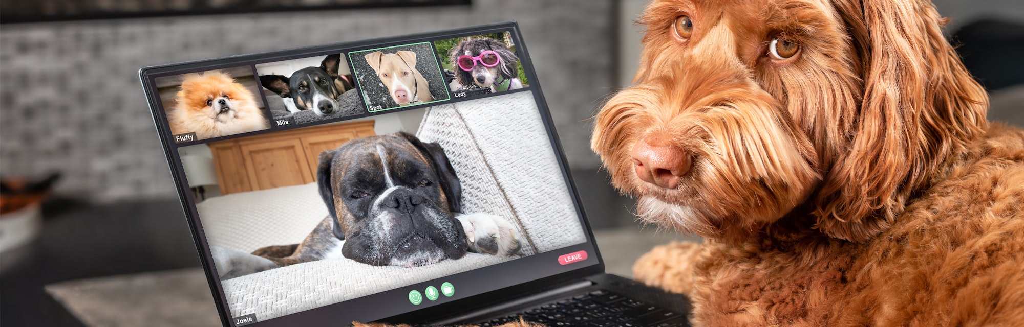 Dog talking to dog friends in video conference. Group of dogs having an online meeting in video call...