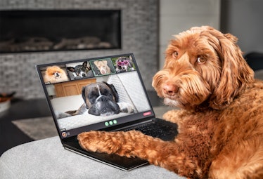Dog talking to dog friends in video conference. Group of dogs having an online meeting in video call...