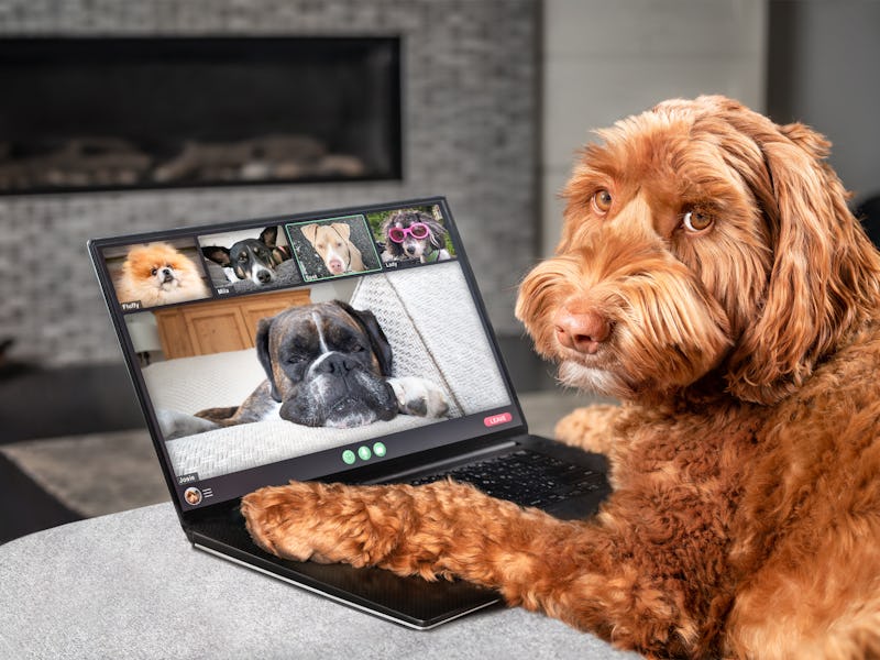 Dog talking to dog friends in video conference. Group of dogs having an online meeting in video call...