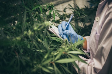 scientist checking organic hemp wild plants in a cannabis weed commercial greenhouse. Concept of her...