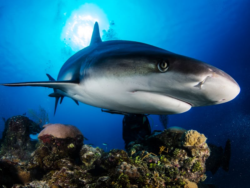 Huge white shark in blue ocean swims under water. Sharks in wild. Marine life underwater in blue oce...