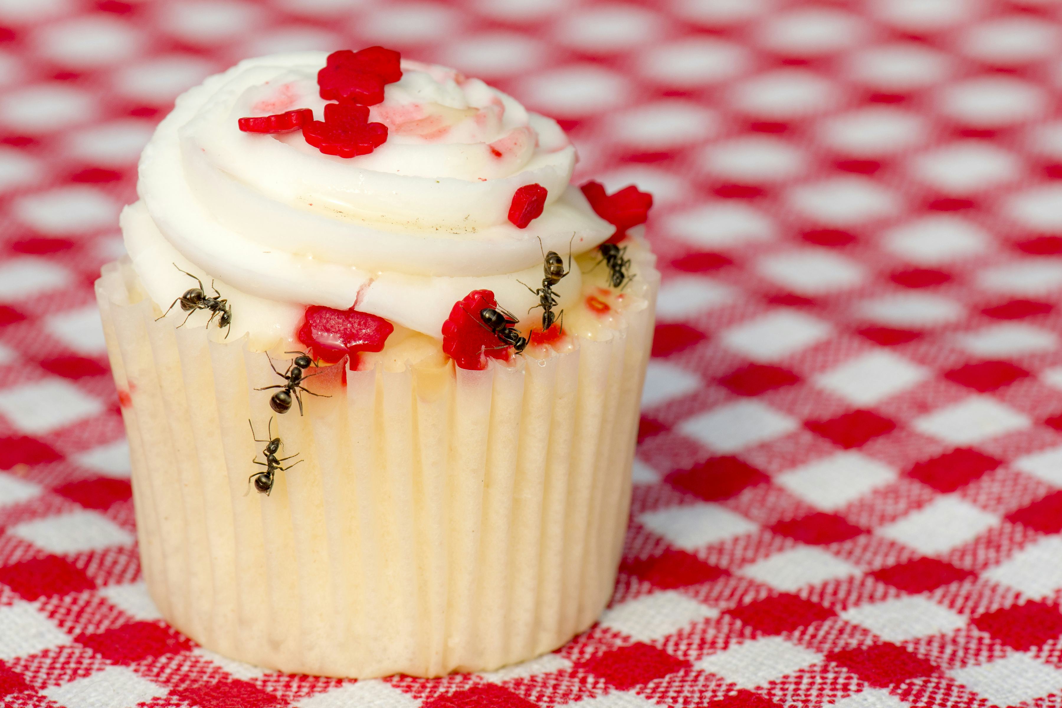 Closeup view of ants on a cupcake. There are several ants. Cupcake is on a checkered tablecloth. 