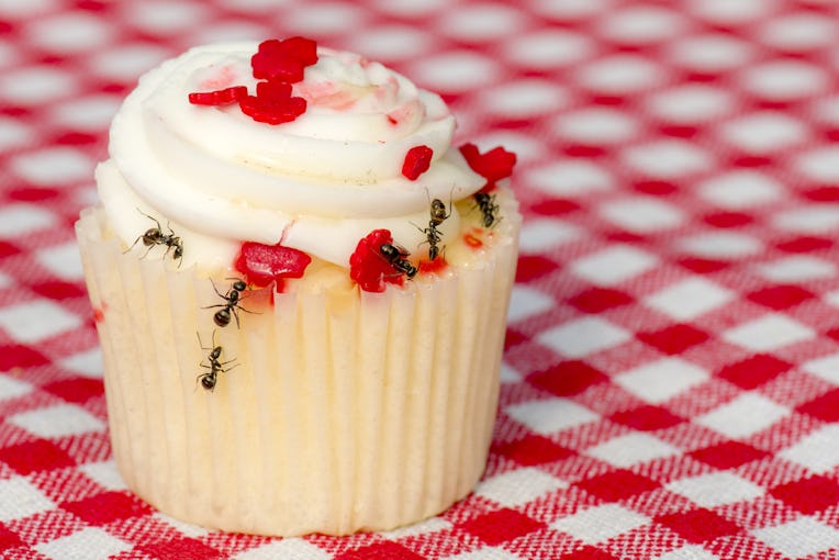 Closeup view of ants on a cupcake. There are several ants. Cupcake is on a checkered tablecloth.