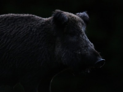 Wild boar contour in black background. Feral pig contour.