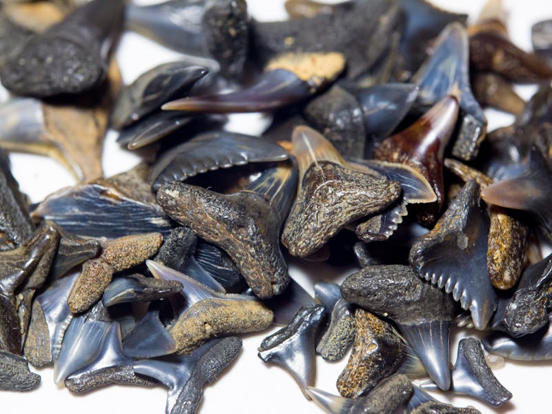 Close up of a pile of Shark's Teeth