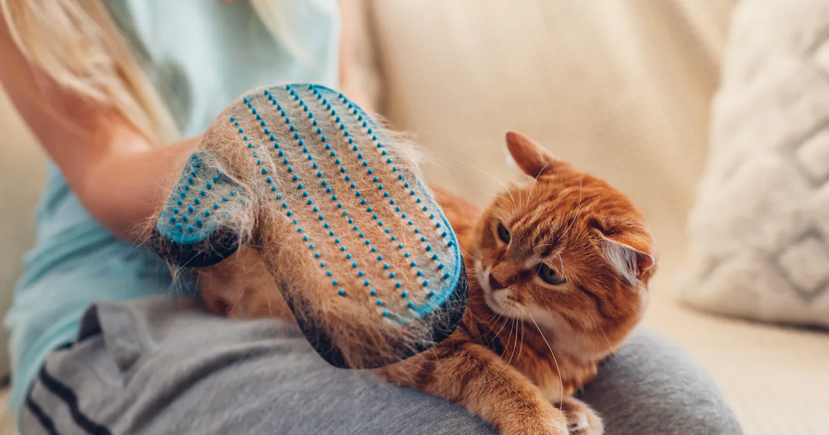 The 5 Best Cat Brushes