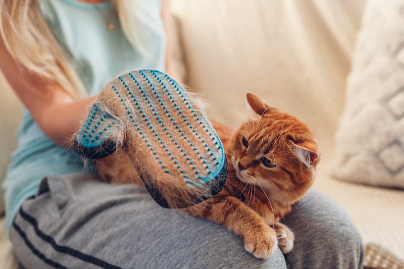 Brushing cat with glove to remove pets hair. Woman taking care of animal combing it with hand rubber...