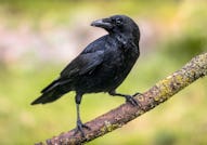 Carrion crow (Corvus corone) black bird perched on branch and looking at camera