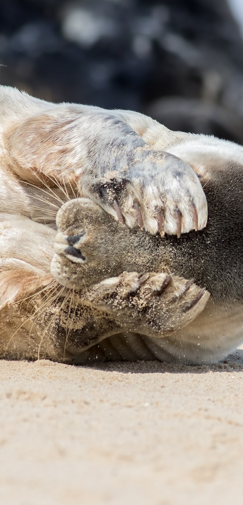 Peekaboo. Cute seal covering its eyes. Funny animal meme image of a seal waking up with a headache t...