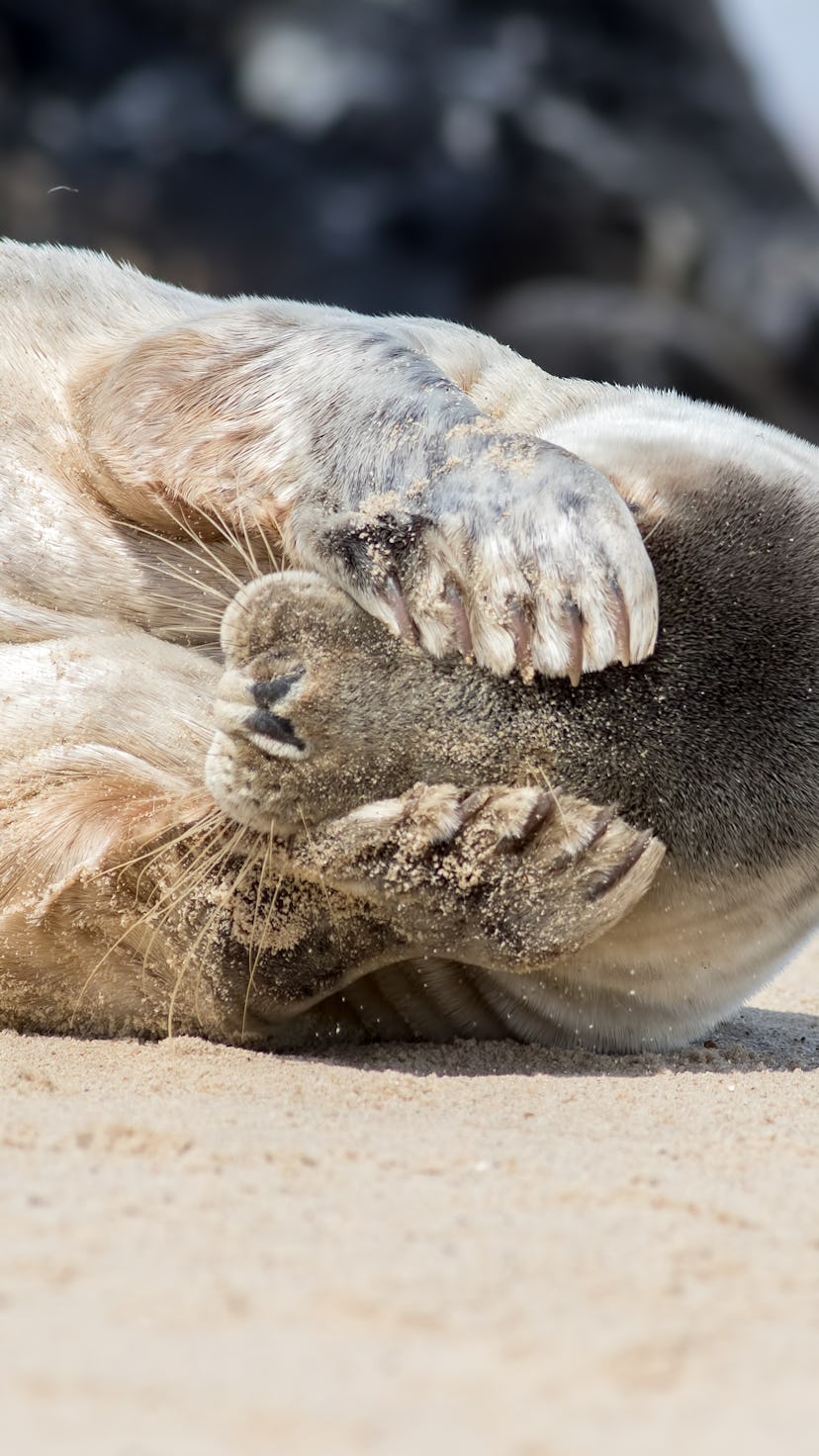 7 newly discovered animal species that were hiding in plain sight