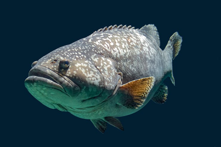 Giant grouper fish swimming in dark aquatic ambiance
