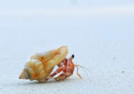 Close up of cute hermit crab carry beautiful shell crawling on the white sand beach in warm sunlight...