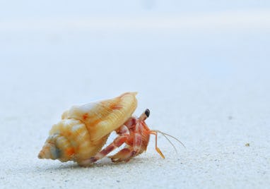 Close up of cute hermit crab carry beautiful shell crawling on the white sand beach in warm sunlight...