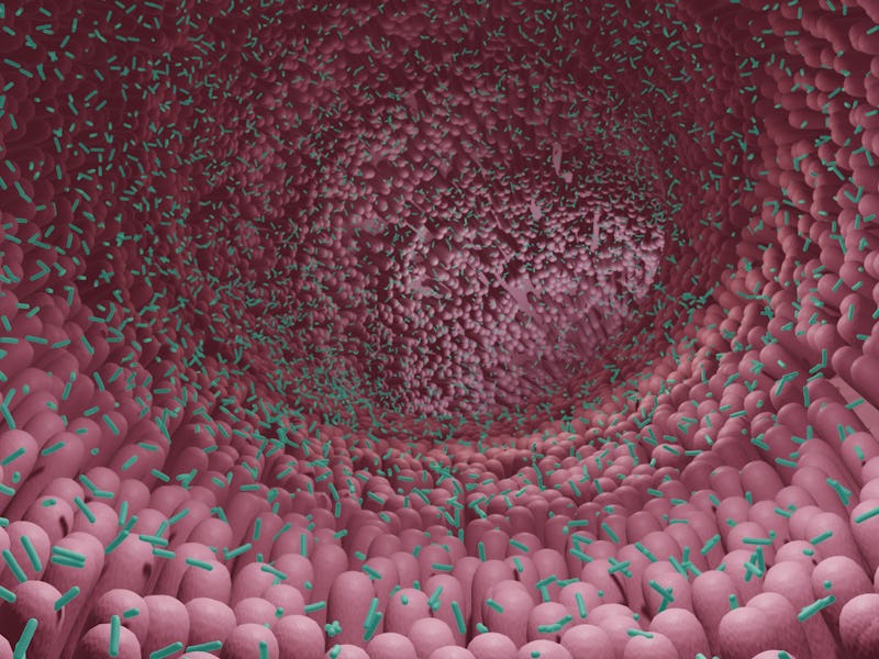 human microbiome, intestinal probiotic bacteria helping the growth of healthy gut flora, 3d illustra...