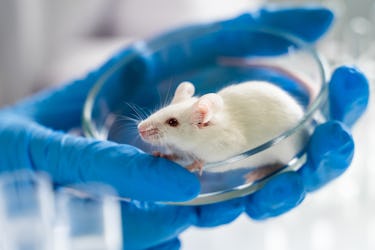 Testing covid-2019 new coronavirus vaccine in laboratory animals