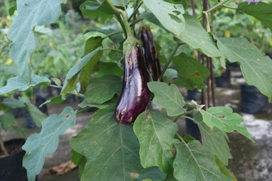 Eggplant in the garden. Fresh organic eggplant. Eggplant plant.