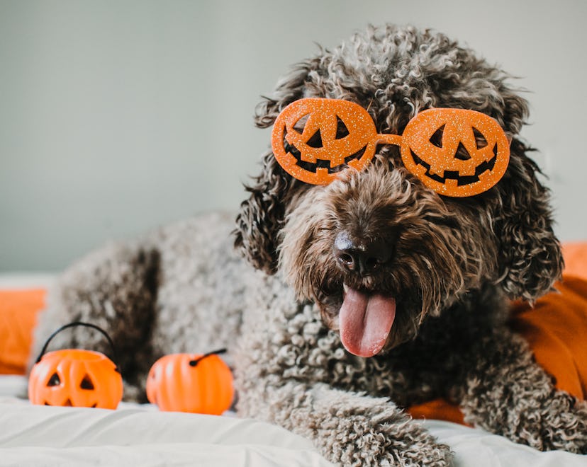 These Halloween pet names are just too good.