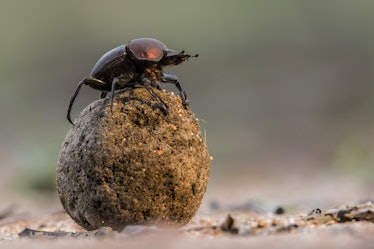 Dung beetle on his dung ball to impress the ladies in Sabi Sands GR,  part of the greater Kruger reg...