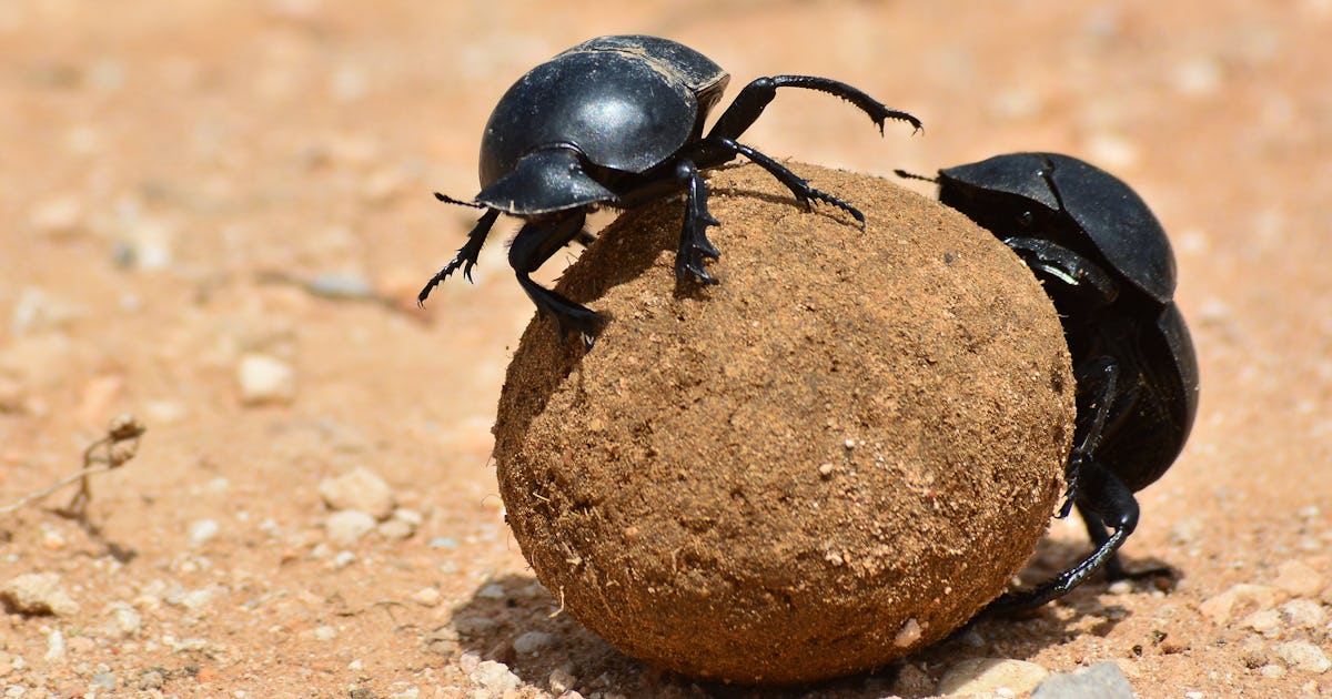 One type of human air pollution is inflicting bugs to battle one another