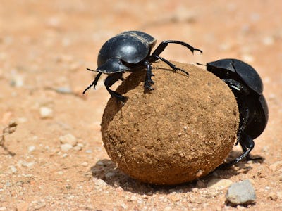 Dung beetle rolling a dung ball