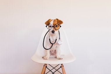 Portrait of a cute young small dog sitting on a white modern chair. Wearing stethoscope and glasses....
