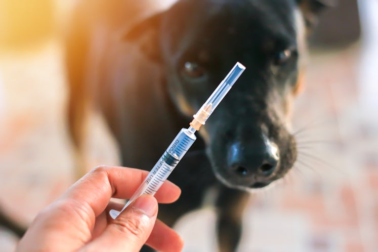 Vaccine Rabies Bottle and Syringe Needle Hypodermic Injection,Immunization rabies and Dog Animal Dis...