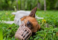 Jack Russell Terrier dog in a muzzle. A dog in a muzzle lies on the grass.