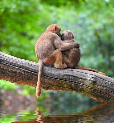 Cute monkeys embracing on tree