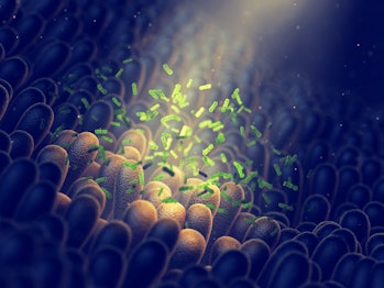 Intestinal bacteria, Gut flora health, 3d illustration