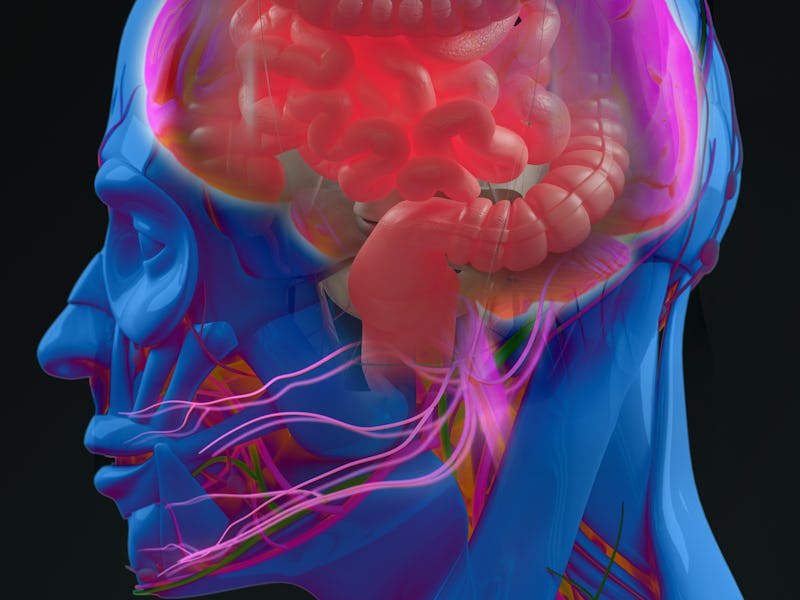 Gut-brain connection or gut brain axis. Concept art showing a connection from the gut to the brain. ...