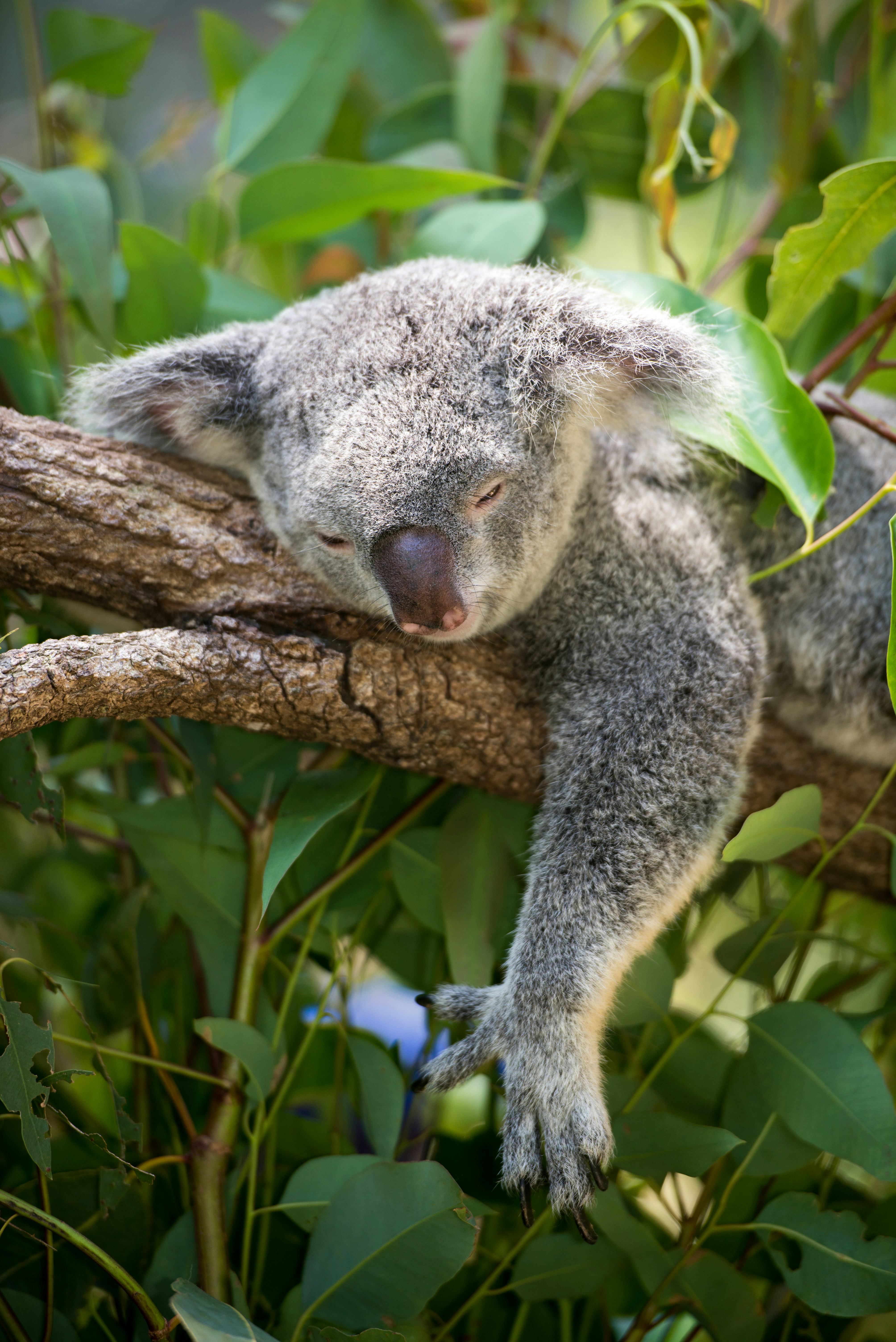 The photo of sleeping koala