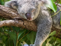 The photo of sleeping koala
