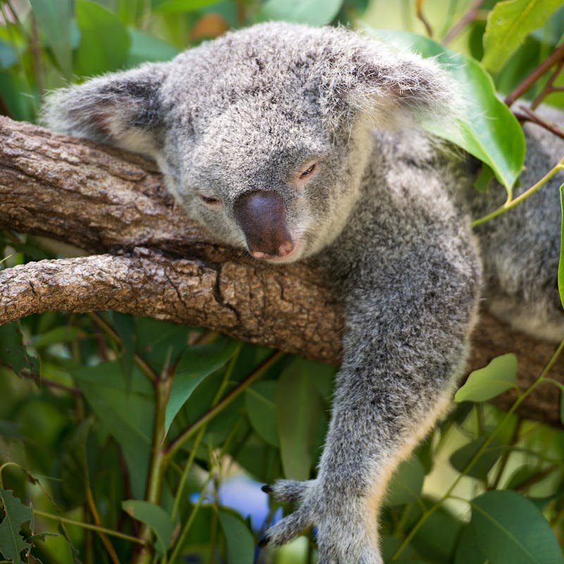 The photo of sleeping koala