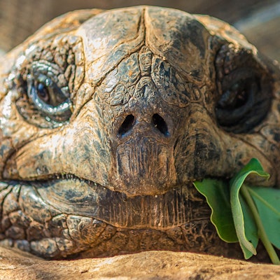 Portrait of a large elephant tortoise (Chelonoidis elephantopus) eats a branch with leaves. It is al...