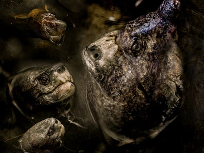 Horrible hallucination with aquatic turtle monster, imaginary creature, scary and creepy nightmare, ...