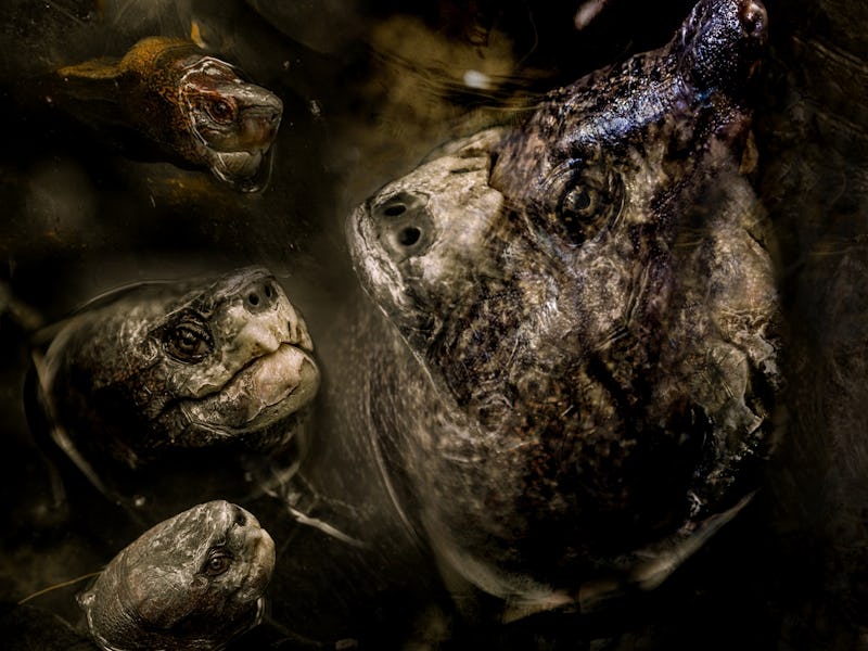 Horrible hallucination with aquatic turtle monster, imaginary creature, scary and creepy nightmare, ...