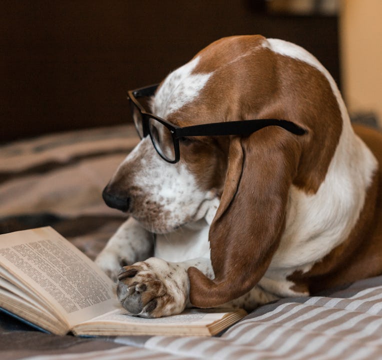 Basset Hound dog brown and white intelligent intellectual reading book of glasses on the bed.