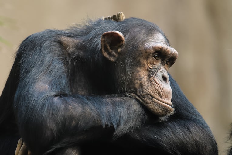 Closeup of a chimpanze resting on its arms