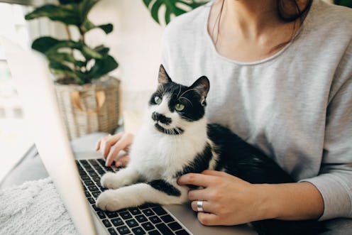 Young woman using laptop and cute cat sitting on keyboard. Faithful friend. Casual girl working on l...