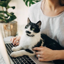 Young woman using laptop and cute cat sitting on keyboard. Faithful friend. Casual girl working on l...