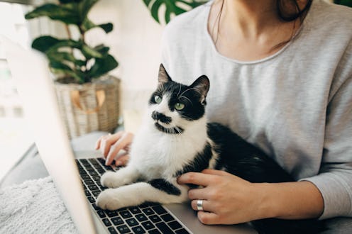 Young woman using laptop and cute cat sitting on keyboard. Faithful friend. Casual girl working on l...