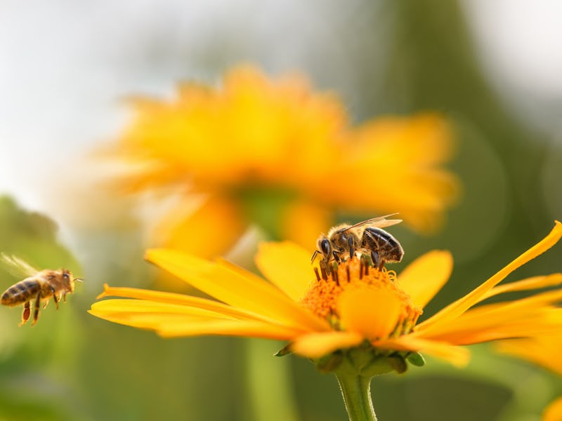 Bee and flower. Close up of a large striped bee collects honey on a yellow flower on a Sunny bright ...