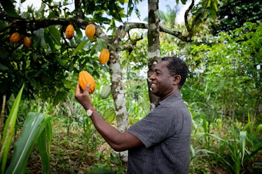 Successful african businessman looks satisfied at a cocoa bean from his plantation. 
