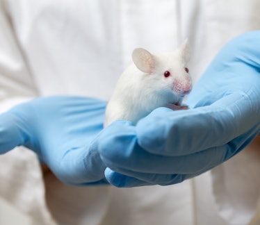 Scientist holding white laboratory mouse (mus musculus) in hands