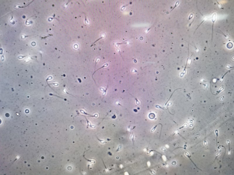 under the microscope macro view of sperms