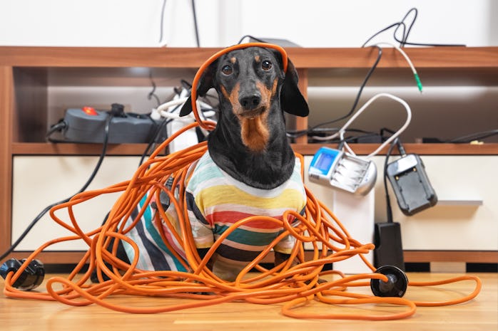 Naughty dachshund was left at home alone and made a mess. Dog in striped t-shirt scattered and tore ...