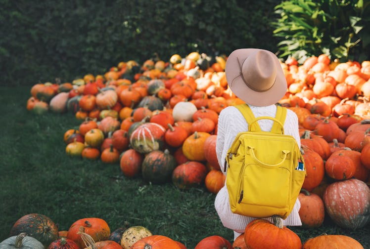 Back view on woman with backpack is picking pumpkins at pumpkin patch at farm market. Thanksgiving h...