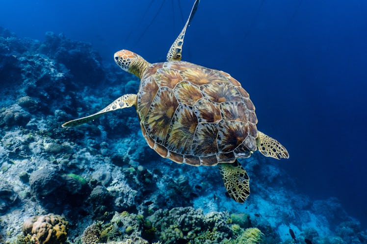 Green sea turtle swimming above a coral reef close up. Sea turtles are becoming threatened due to il...