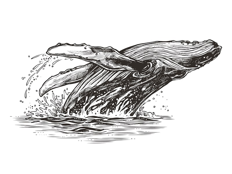 Jumping in the ocean humpback whale. Beautiful vector sketch illustration